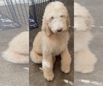 Puppy Mr Blue Poodle (Standard)