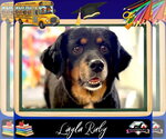 Small #10 Dachshund Mix