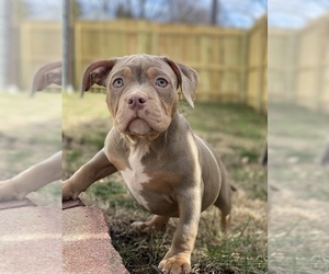 American Bully Puppy for sale in WASHINGTON, IN, USA