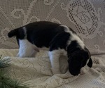 Small #5 English Springer Spaniel