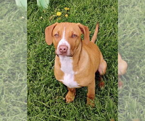 American Pit Bull Terrier-Chihuahua Mix Dogs for adoption in Polson, MT, USA