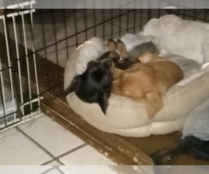 Miniature Pinscher Puppy for sale in SAINT PETERSBURG, FL, USA