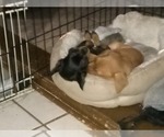 Image preview for Ad Listing. Nickname: puupy