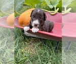 Small Photo #3 Aussiedoodle Puppy For Sale in RUSSELL, IA, USA