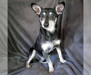 Chiweenie Dogs for adoption in Albuquerque, NM, USA