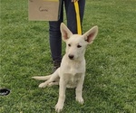Small Photo #12 German Shepherd Dog Puppy For Sale in TONOPAH, NV, USA