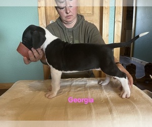 Great Dane Puppy for sale in ULMAN, MO, USA