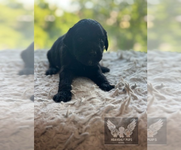 Medium Photo #11 Goldendoodle Puppy For Sale in DULUTH, MN, USA