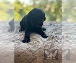 Small #10 Goldendoodle
