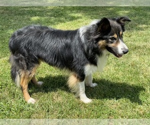 Father of the Border Collie puppies born on 06/28/2025