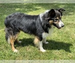 Small Photo #1 Border Collie Puppy For Sale in CARLISLE, KY, USA