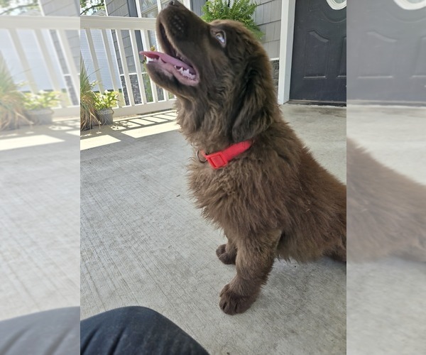 Medium Photo #8 Newfoundland Puppy For Sale in TILTON, IL, USA