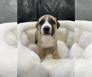King - Male Mutt Dog for Adoption - Photo #23