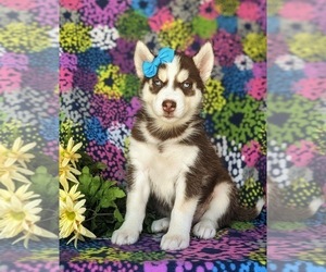Siberian Husky Puppy for sale in QUARRYVILLE, PA, USA