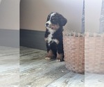 Small Photo #6 Bernese Mountain Dog Puppy For Sale in BREMEN, IN, USA