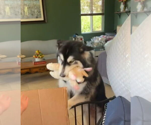 Medium Photo #9 Siberian Husky Puppy For Sale in Escondido, CA, USA