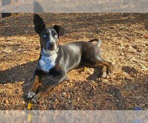 Border Collie-Unknown Mix Dogs for adoption in Parlier, CA, USA