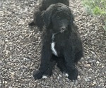 Puppy The Male Sheepadoodle