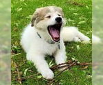 Small #3 Great Pyrenees Mix