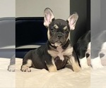 Small Photo #6 French Bulldog Puppy For Sale in CHARLOTTE, NC, USA