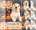 Puppy Orange Double Doodle