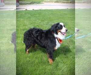 Father of the Bernese Mountain Dog puppies born on 08/21/2024