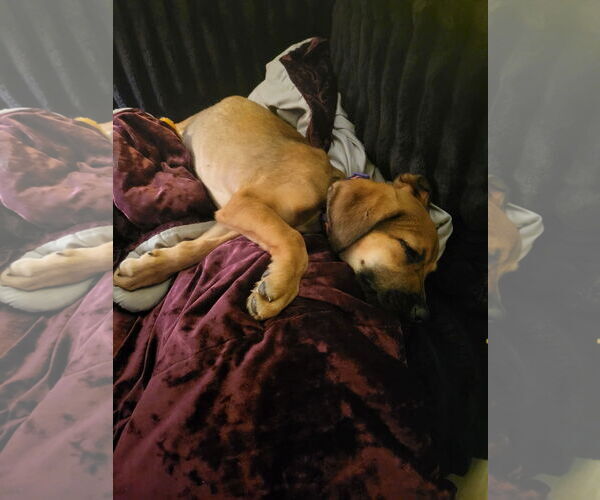 Medium Photo #2 German Shepherd Dog Puppy For Sale in Winter, WI, USA