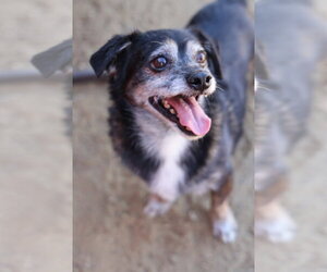 Lil Dude #5299 - Male Chihuahua Dog for Adoption - Photo #2