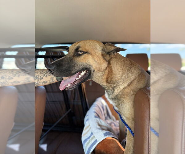 Medium Photo #1 Mutt Puppy For Sale in Imlay City, MI, USA