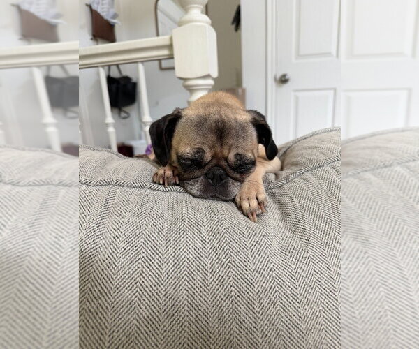 Medium Photo #2 Pug-Unknown Mix Puppy For Sale in Salt Lake City, UT, USA