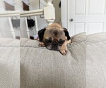 Small #1 Pug Mix