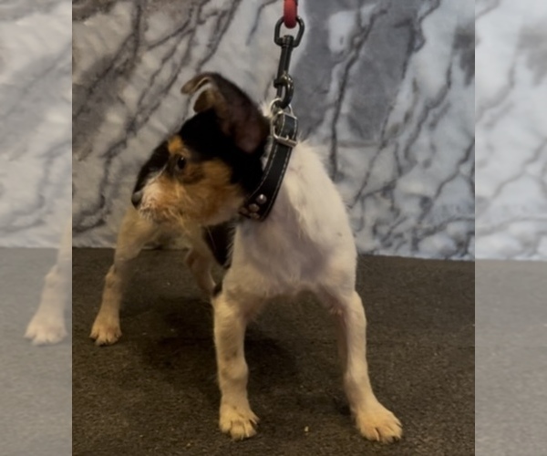 Medium Photo #7 Jack Chi Puppy For Sale in MOUNT CARMEL, PA, USA