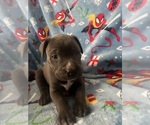 Puppy Puppy 4 Cane Corso
