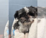 Small Shih Tzu