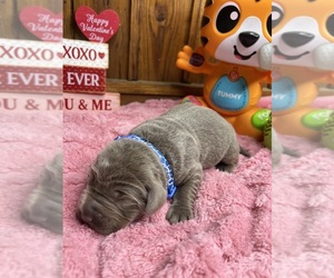 Labrador Retriever Puppy for sale in NEOLA, WV, USA