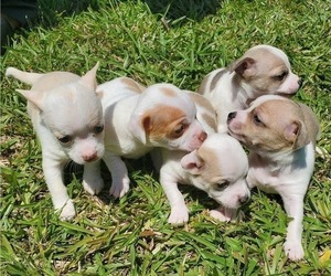 Chihuahua Puppy for sale in PRINCETON, LA, USA