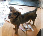 Small #9 German Shepherd Dog-Pembroke Welsh Corgi Mix