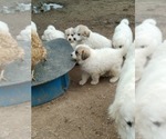 Small Photo #4 Great Pyrenees Puppy For Sale in MOODY, MO, USA