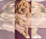 Puppy Sassy Cavalier King Charles Spaniel