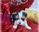 Small #2 Morkie