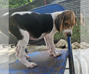 Mackerel - Male Coonhound Dog for Adoption - Photo #3