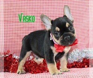 French Bulldog Puppy for sale in FREDERICKSBURG, OH, USA