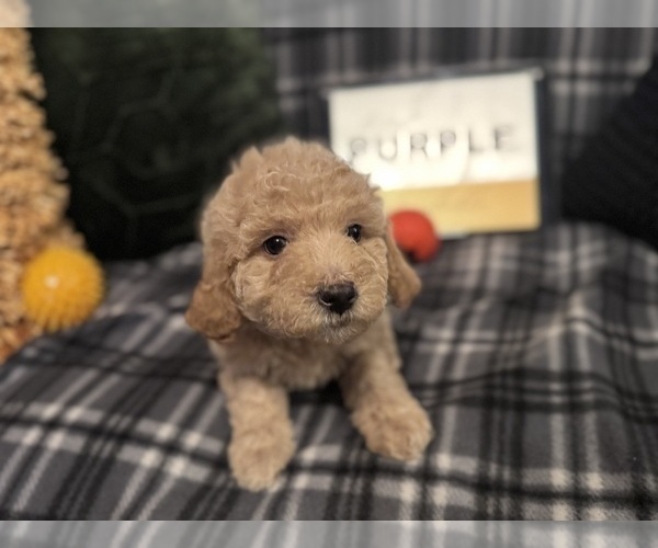 Medium Photo #4 Goldendoodle Puppy For Sale in HARTFORD, CT, USA