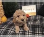 Small #3 Goldendoodle