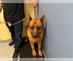 Medium German Shepherd Dog