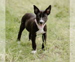 Small #16 Labrador Retriever Mix