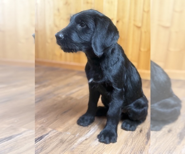 Medium Photo #6 Goldador Doodle Puppy For Sale in ESTES PARK, CO, USA