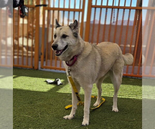 Medium Photo #1 Anatolian Shepherd-Unknown Mix Puppy For Sale in Las Vegas, NV, USA