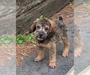 Poodle (Toy) Puppy for sale in CLARE, IL, USA