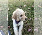 Small Photo #14 Labradoodle-Poodle (Standard) Mix Puppy For Sale in EMMITSBURG, MD, USA